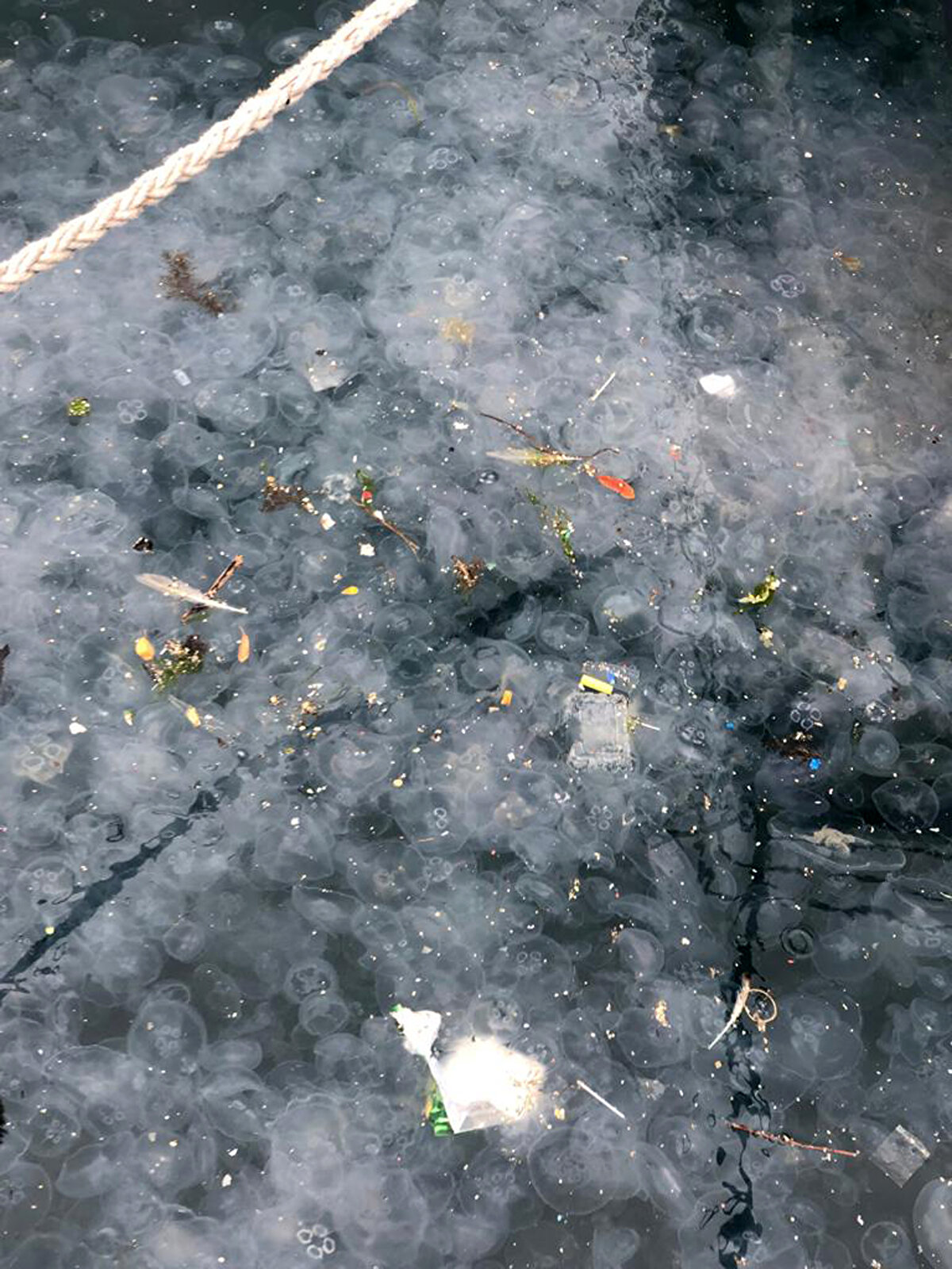 Marmara Denizi'nin özellikle son 30 yıldır ciddi kirliliğe maruz kaldığını açıklayan Kesici, “Marmara Denizi'nin 1990 yılında temizlenmesi gerekiyordu, ihmal edildi ve temizlenmedi. Kirliliğin temel nedeni yasalaştırılan 'derin deniz deşarjı' yani arıtmadan Marmara'nın çevresindeki tüm yerleşim birimlerinin evsel ve tarımsal atıklardan sanayi endüstriyel atıklara, gemi inşasından gemi trafiğine tüm atıkların hepsinin birikimi dedi.