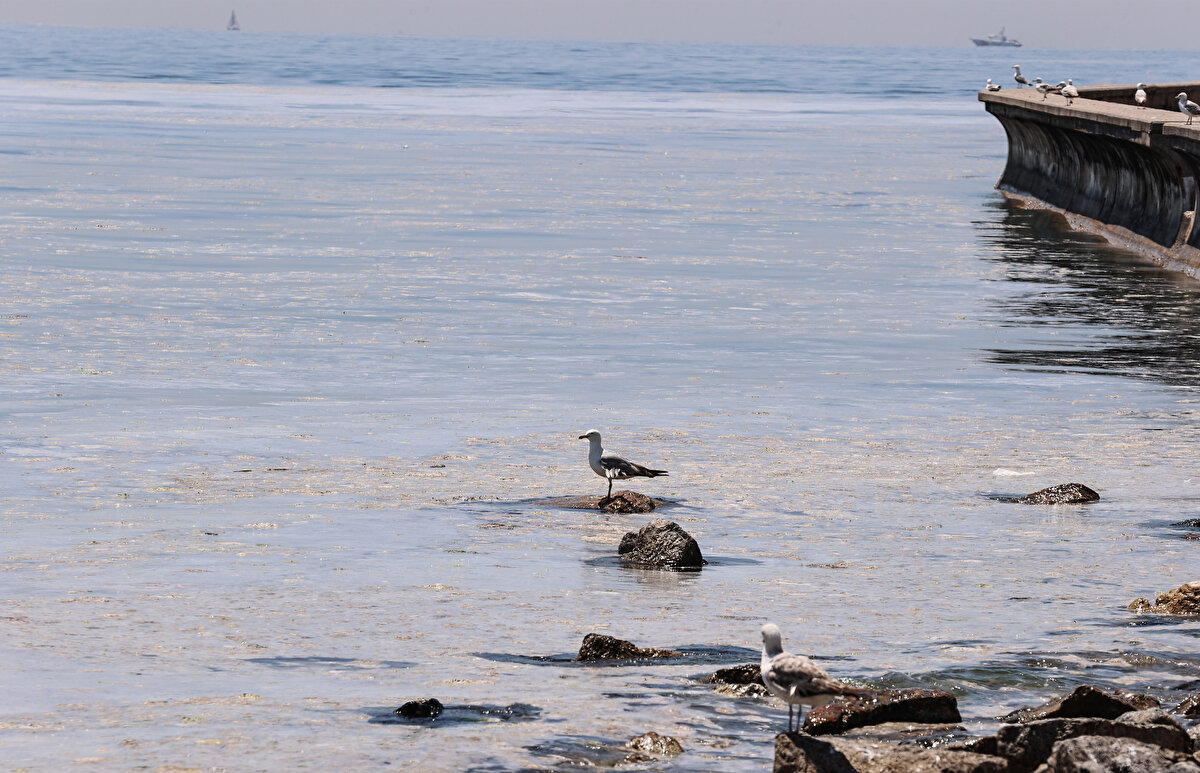 Acil müdahale kapsamında 8 Haziran 2021 tarihinden itibaren, 7/24 esasıyla, Marmara Denizi’ndeki müsilajın bilimsel temelli yöntemlerle tamamen temizlenmesine yönelik çalışmalar başlatılacak.