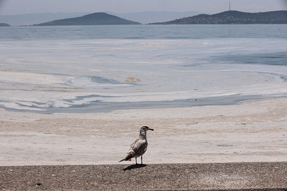 Marmara Denizi’nin tamamını koruma alanı olarak belirleme çalışmaları başlatılacak, 2021 yılı sonuna kadar tamamlanacak.