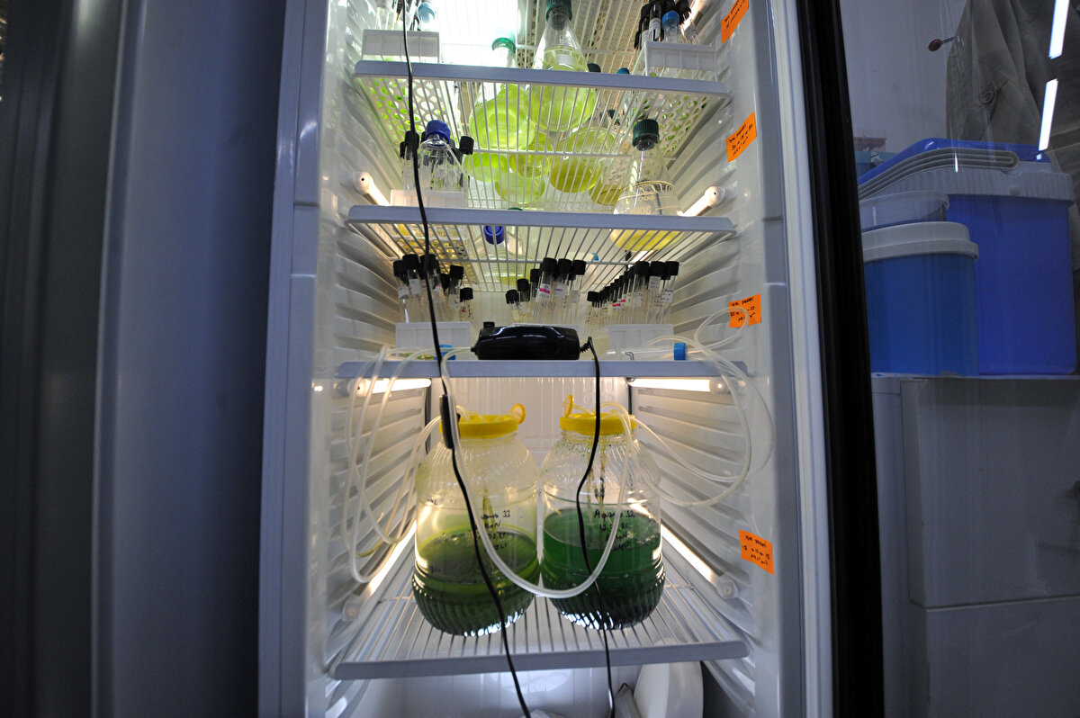 Algleri çoğaltan mekanizmaların azaltılması gerektiğini vurgulayan Yılmaz, “Marmara'ya giren kirlilik kaynaklarını azaltmamız gerekiyor. Azot, fosfor gibi kaynakları minimuma indirmemiz gerekiyor. Marmara 5-6 yıl içinde kendini yenileyebilir. En önemli çözüm bu.