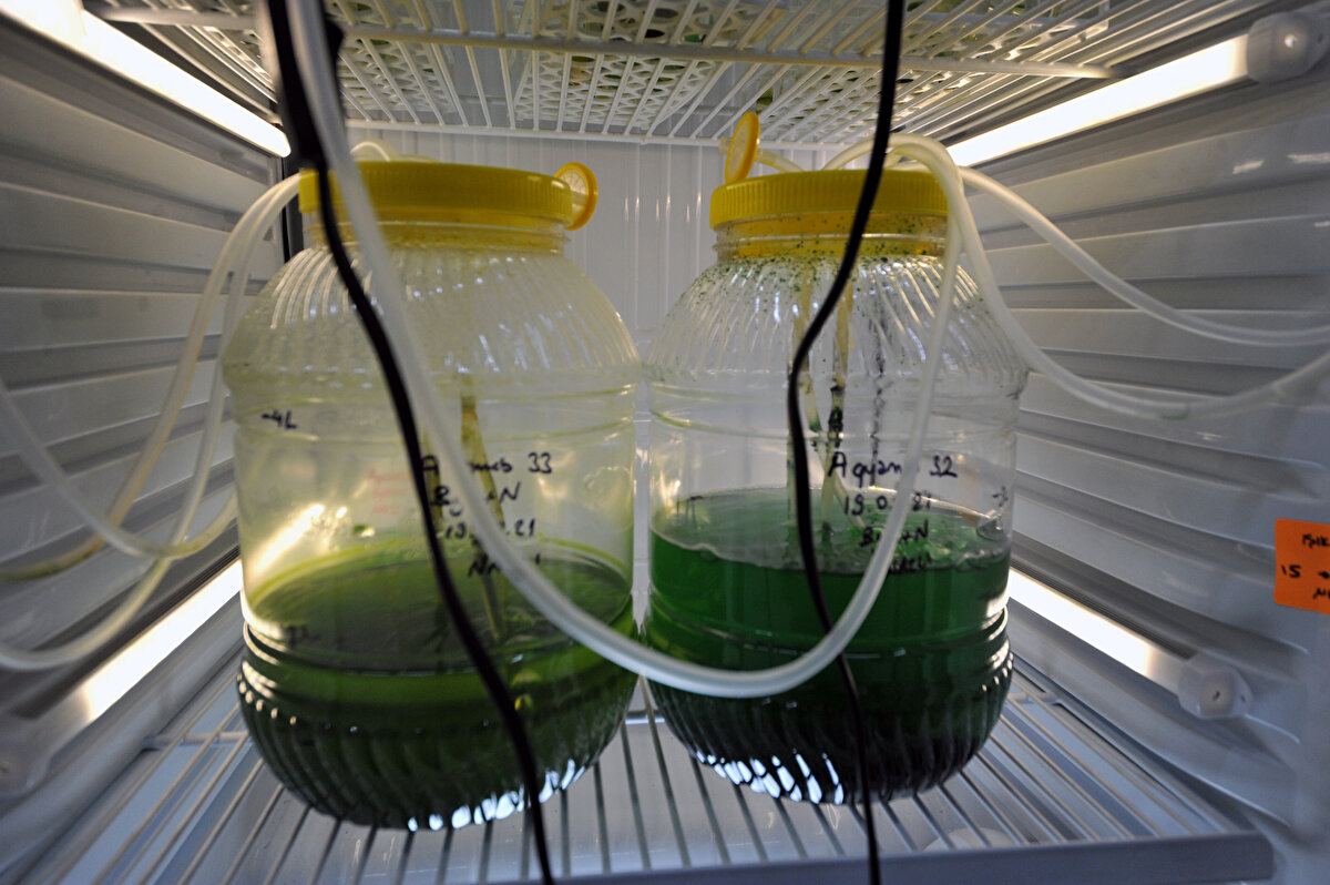 Algleri azaltacak canlıları artırmanın çok işe yarayacağını düşünmüyorum. Kirlilik kaynaklarını azaltarak çözüm bulmak daha akılcı. Alglerin oluşturduğu hücre dışı polisakkarit yapıları var. Müsilajın içerisinde de bu yapılardan mevcut.