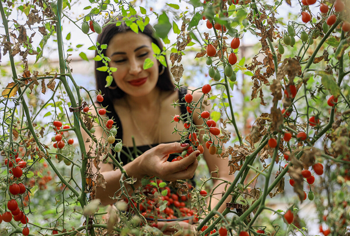 Ürettiği ürünleri çevresindeki herkese tattırmaya çalıştığını söyleyen Cemre Ateş, "Yolcularım beni çok seviyor, onlarla çok iyi iletişim kuruyorum. Sohbet ettiklerimiz, Antalya'ya geldiklerinde bahçelerimi ziyaret etmek istiyor. Her uçuşa giderken domateslerimden ve diğer ürünlerimden götürüyorum. Çalışma arkadaşlarıma hep tattırmak istiyorum. Eminim, bu işi büyüteceğim ve yurt dışına açılıp ihracata gideceğim ama daha büyük seralarda yapmam gerekiyor bu işi. Elimde yeterince tohum var. Çok emek verdim" diye konuştu.

