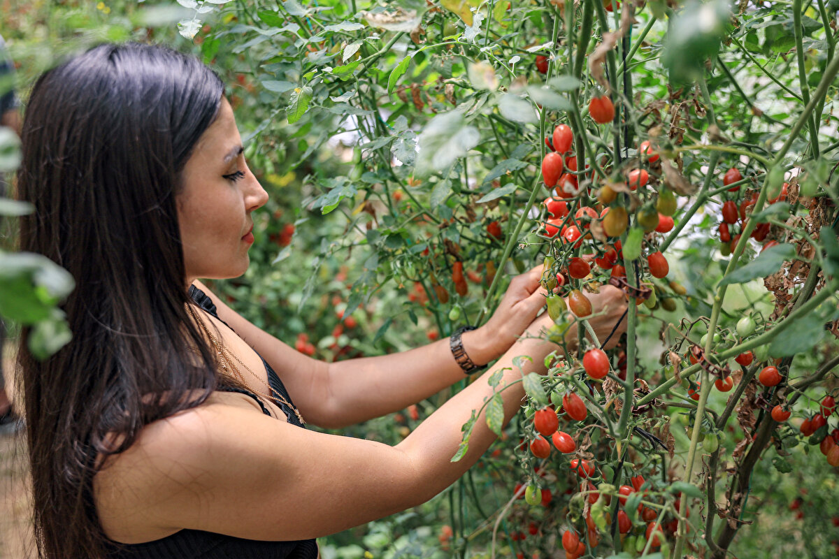 Antalya'da mini şeker domatesini sadece kendisinin ürettiğini söyleyen Ateş, "4 yıl önce de Giresun'un bir köyünde yaşlı bir teyzeyle karşılaştım. Bahçesinde şeker domatesinin 3 kat daha küçüğünü gördüm, 1 tane alabilmek için rica ettim. Alıp buraya getirdim ve çekirdeğini ektim. Sürekli ekip çoğaltarak 4 yılda 4 dönüm araziye mini şeker domatesi ektim. Bu domates bildiklerimizden çok farklı. Çok minik, bol sulu, bol tohumlu. Antalya'da mini şeker domatesini bir tek ben üretiyorum" diye konuştu.
