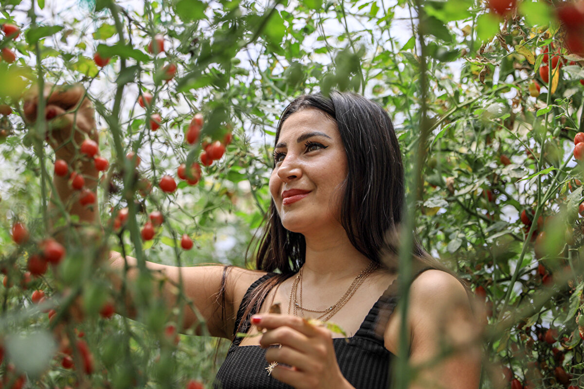 Cemre Ateş, üretimlerin ardından gelen merak ile şehir şehir gezerek, ata tohumu toplamaya başladı. Tohum aramak için 2017 yılında gittiği Giresun'da gezdiği sırada bahçede mini şeker domatesi gören Ateş, 1 tane aldı. Memleketine dönen Ateş, domatesin çekirdeklerinden tohum üretmeye başladı. Ürettiği tohumları da çoğaltmaya başlayan Ateş, şimdilerde kurduğu 4 dönüm serada Antalya'nın ilk mini şeker domatesini üretmeye başladı.
