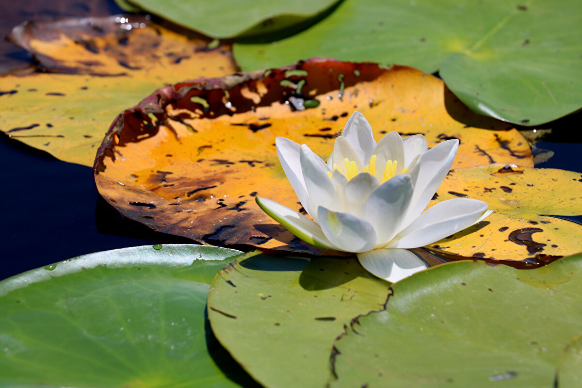 Konya’nın Beyşehir ilçesinde, güneyinde Toros Dağları, doğusunda volkanik Erenler Dağı ve batısında Anamas ve Sultan dağlarının yer aldığı Beyşehir Gölü’nün yaklaşık 8 bin metrekarelik bölümünde nilüfer çiçekleri yetişiyor.


