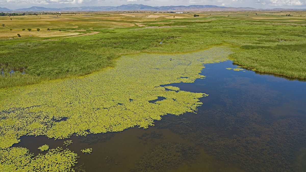 Nilüferlerin mayıs ayları başında çıkmaya başladığını belirten Beyşehir Kültür ve Turizm Dernek Başkanı Mustafa Büyükkafalı, "Bu bölge Türkiye’nin en büyük nilüfer bahçesi diyebiliriz. Nilüferler mayıs ayı başlarında çıkmaya başlar ve ekim ayına kadar devam eder. Bu zamanlarda nilüferleri gezme imkanı olur. Burası fotoğrafçılar açısından çok önemli. Yıl içerisinde fotoğrafçılar, aynı zamanda gezginler ve doğa yürüyüşçüleri burayı boş bırakmazlar. Bizler de dernek olarak buraya yasal yollarla turlar düzenlemeye başlayacağız. Türkiye’nin en büyük nilüfer bahçesinde de bu kontroller zaman zaman yapılıyor. Burası Beyşehir Gölü’nün simgesi haline gelmiş bir yer. Nilüfer bahçesi yaklaşık 7 kilometreyi bulan ince ve uzun bir alana sahip" dedi.
