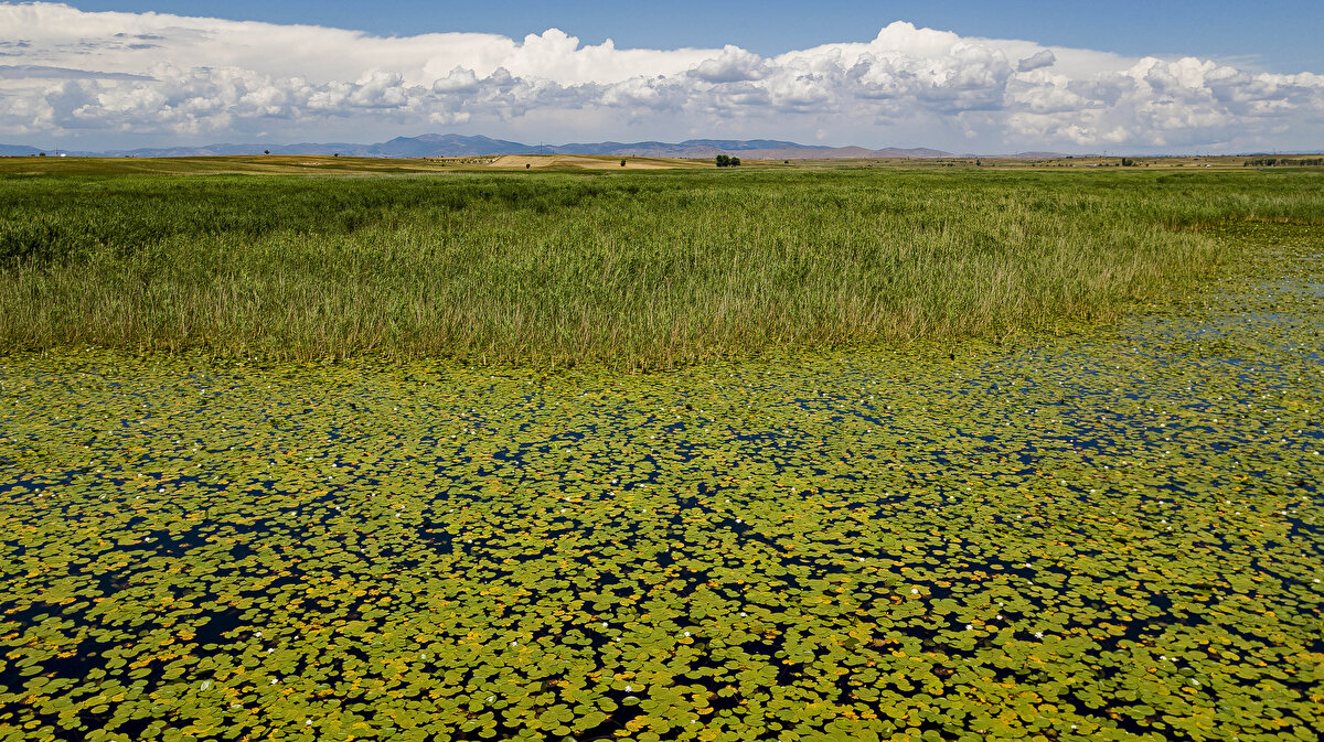 Dünya üzerinde görülen 9 nilüfer çeşidinin sarı ve beyaz renkteki iki çeşidinin Beyşehir’de bulunduğunu belirten Büyükkafalı şöyle konuştu:

"Nilüferler endemik bir bitkidir. Dünyada 9 çeşidinden 2’si Beyşehir Gölü’nde sarı ve beyaz renkte görülebilir. Yerli ve yabancı turistler, nilüferleri görmeye geliyorlar. Ziyaretçilerin buraya gelip nilüferleri fotoğraflıyor, tekneyle gezi yapıyor. Ziyaretçiler buradan çok mutlu ayrılıyorlar ve buraya etkinlik düzenlediğimiz zaman çok ilgi gösteriyorlar. Sulak alanda yetişen nilüferlerin, aynı zamanda suyu temizleme özelliği vardır"