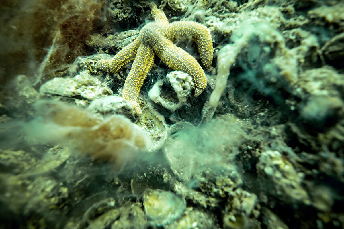 Sarı, yüzeyde görünenlerin 'buz dağının görünen kısmı' olduğunu söyledi. Esas tehlikenin aşağıda olduğunu vurgulayan Sarı, "Aşağıda üretimde hiçbir azalma yok. Üretim devam ediyor. Göz gözü görmüyor. Biz üç dalgıç aşağı indiğimizde yarım metre mesafeyi elimizde fenerlerle zor görüyoruz. Aşağıda görüş sıfıra yakın" diye konuştu.