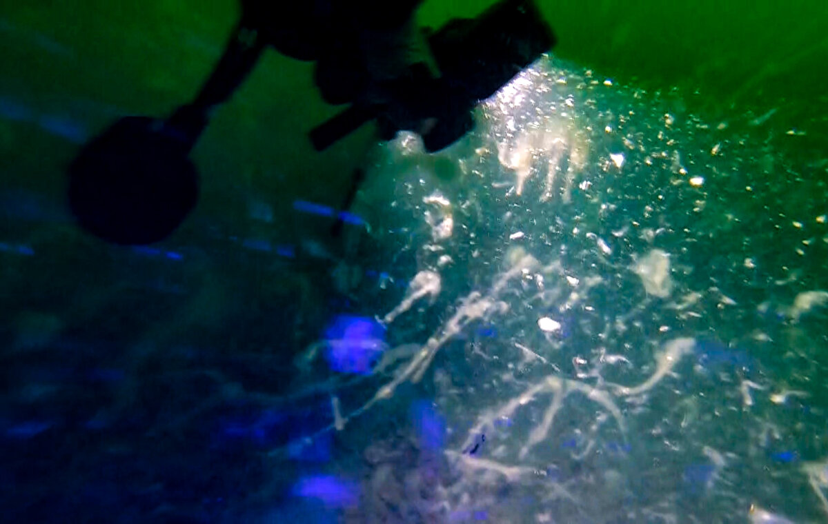 Sarı, şöyle devam etti:
"Müsilaj aşağıdaki bütün organizmaların dip yapısına çöküp dipte kalın bir tabaka oluşturmaya başlamış durumda. Süngerlere, mercanlara, Marmara Denizi'nde bulunan sarı, beyaz, siyah ve kırmızı mercanlara zarar vermiş durumda.