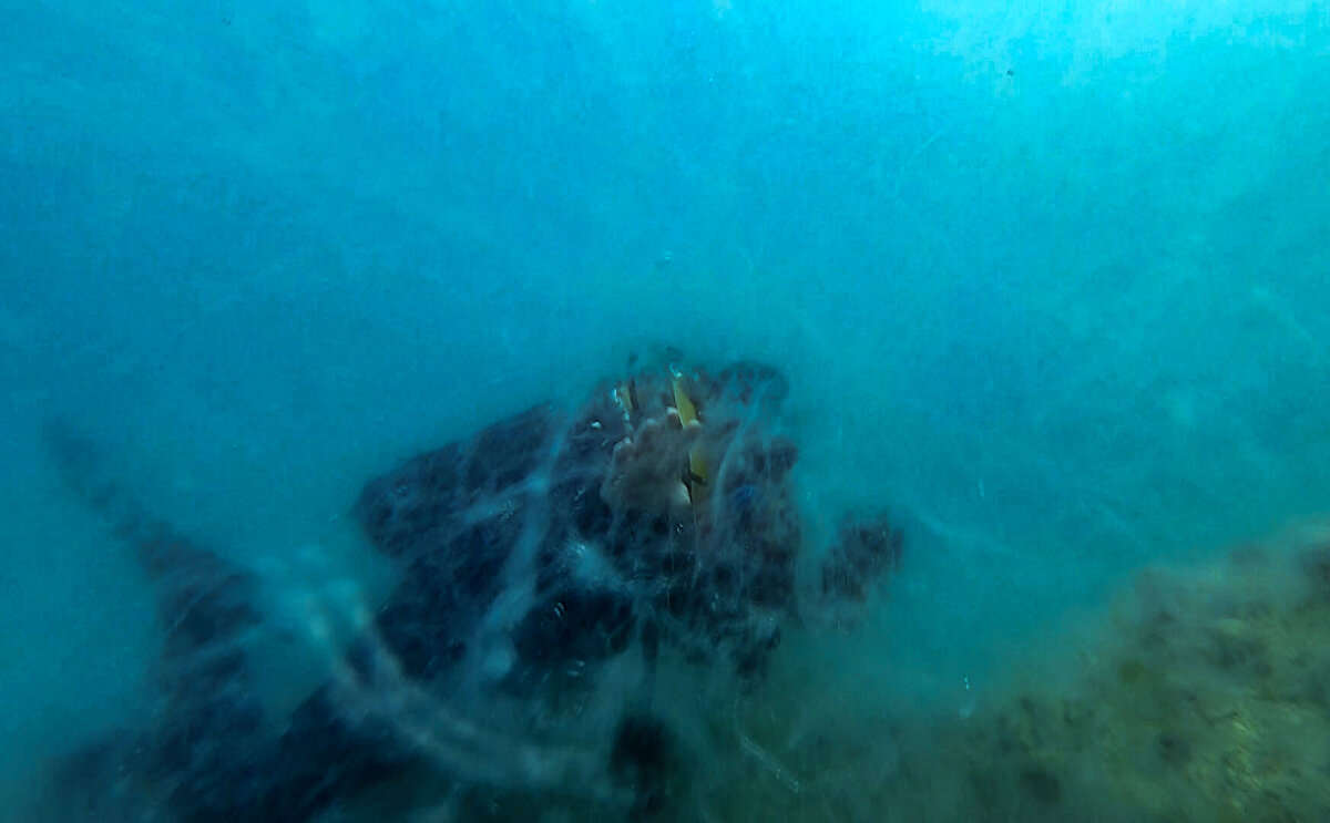 Dalış sırasında görüş mesafesinin sıfıra yakın olduğu ve bir ay önce gerçekleşen dalışa göre yoğunluğun kat kat fazla olduğu, su altındaki kaya oluşumları üzerinde de yoğun şekilde müsilajın örümcek ağı görünümüne sahip olduğu görüldü.