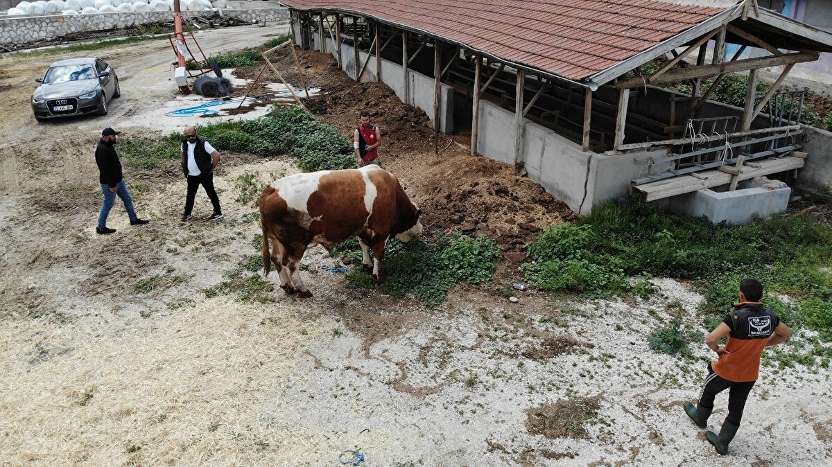 Kurban Bayramı'na az bir süre kala satışa çıkarılan kurbanlıklar, alıcılarını bulmaya başladı.
Çorum’da bir çiftlikte yetiştirilen ve 1,65 ton ağırlığına ulaşan ve 'Buğra' adı verilen dev kurbanlık, ilgi çekiyor.