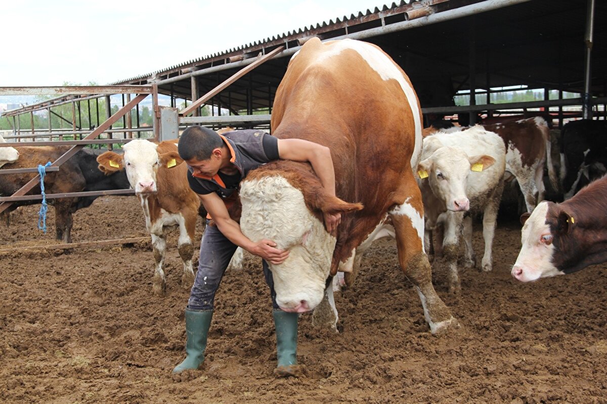 3.5 yaşındaki kurbanlığa hem çiftlik sahibi hem de çalışanları özel olarak ilgilenerek bakımını yapıyor.
