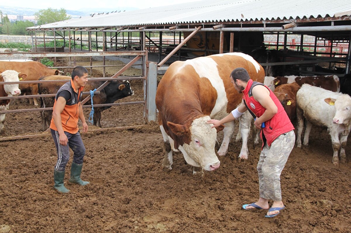 İşletme sahiplerinden Okan Bek, kurbanlığın simental ırkı ve 3.5 yaşında olduğunu belirterek, “Çiftliğe geldiğinde 1 yaşındaydı. Bizim de ilgimizi çeken ciddi bir gelişme gösteren hayvandı” dedi.
