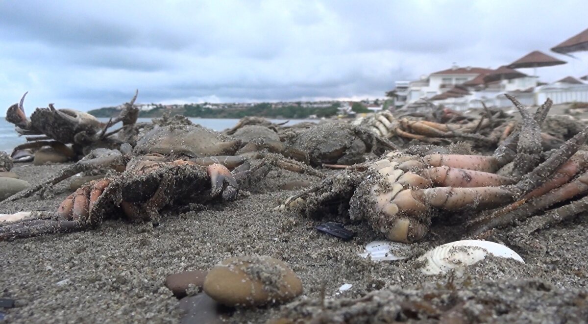 Silivri Mimar Sinan Mahallesi Kumsal mevkiinde onlarca ölü yengeç vurdu. Yengeç ölümleri tedirginliğe neden oldu.  