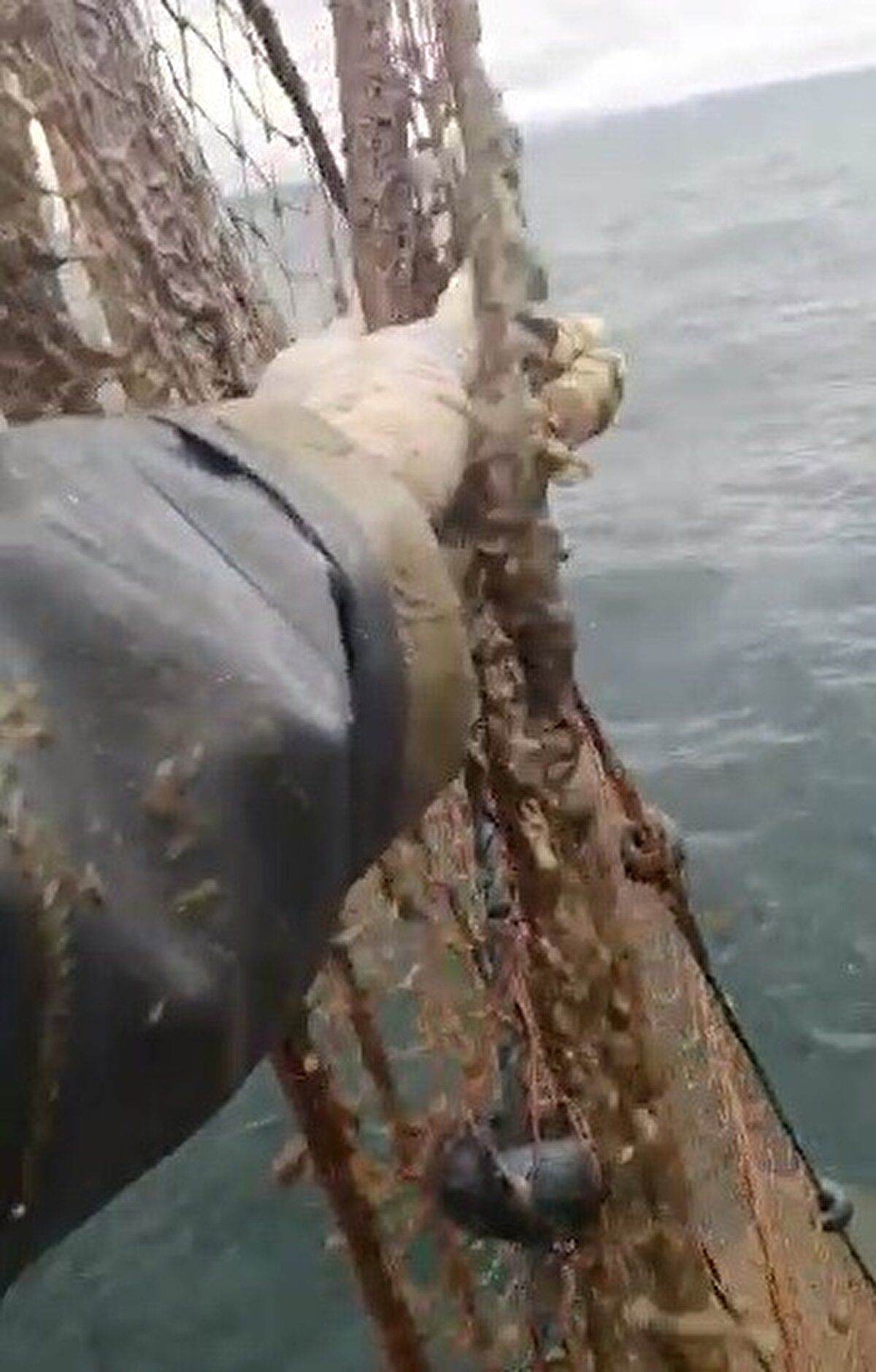 Burada İstanbul Büyükşehir Belediyesi ve Silivri Belediyesi burada temizlik ve bakımları gerçekleştiriyorlar. Burada daha önce böyle bir görüntü görmedik, 20 senedir burada yaşıyorum dedi.  