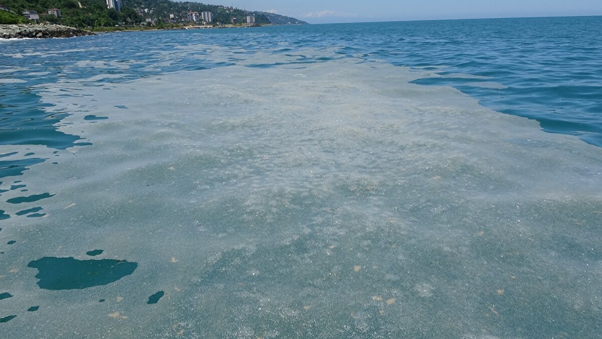 Müsilajın deniz canlılarına yönelik etkilerinden bahseden Recep Tayyip Erdoğan Üniversitesi Su Ürünleri Fakültesi Dekanı Prof. Dr. Göktuğ Dalgıç ise deniz salyası olarak adlandırılan müsilajın deniz canlılarını tüketmeye engel olmadığını dile getirerek “Son günlerde Marmara Denizinde yaygın olarak görülen müsilaj, zaman zaman Karadeniz’de de önceki yıllardan beri özellikle mayıs aylarının sonunda, haziran aylarının başlarında görülmekte" diye konuştu.
