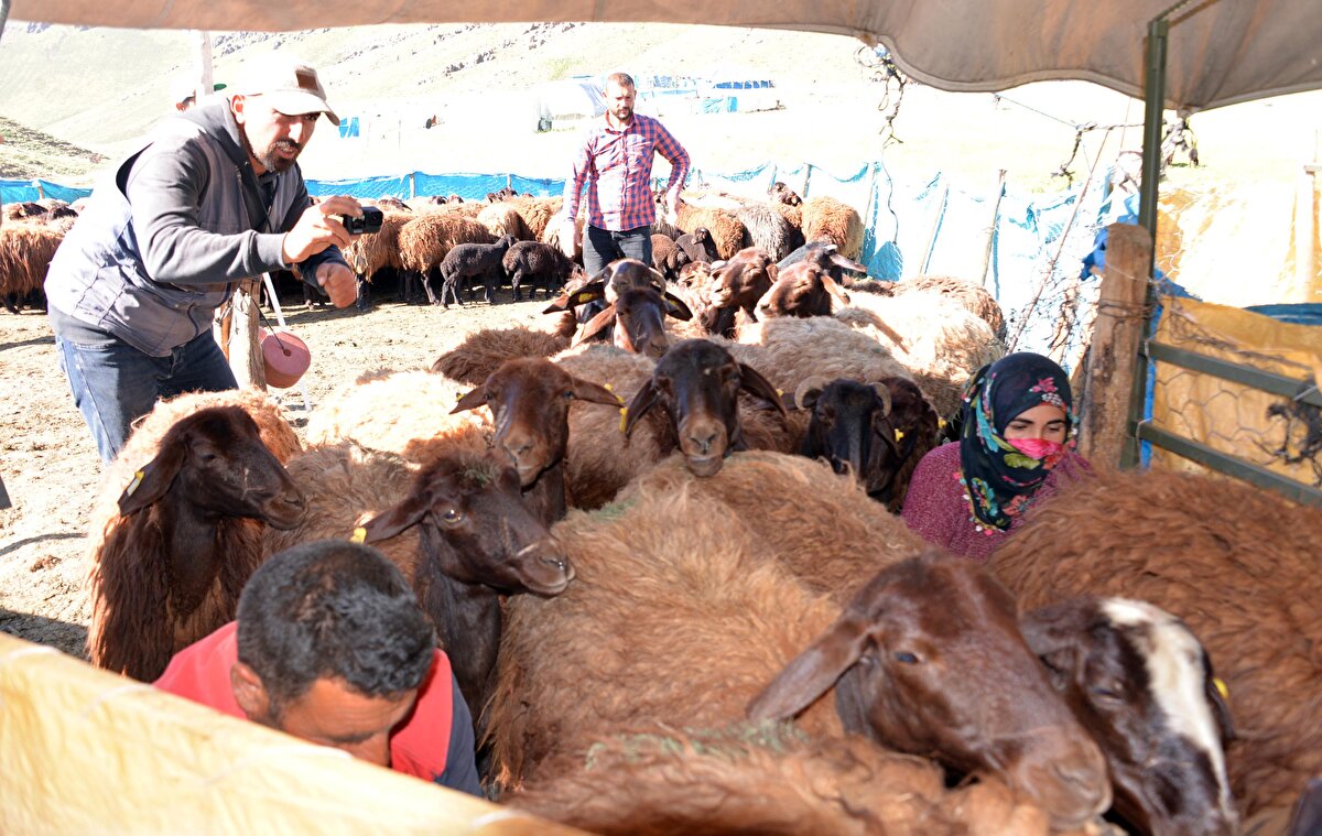 "Iğdır deyince akla kayısı ve Iğdır Ovası gelir. Bunun yanında bir de mor koyun vardır. Yaşadığım yerde çoğu ailenin illaki mor koyunu vardır. Koyun besleriz; bu bize atadan, dededen kalan bir meslektir. Bir özlemdir koyunculuk, terk edemiyoruz. Ailem uzun zamandır koyunculuk yapıyor. Ben bir süre bıraktım ve İstanbul'a çalışmaya gittim. Başımdan talihsiz bir olay geçti ve hapishaneye girdim. İçeride olduğum 7 yıl boyunca kendimi okumaya verdim. Kimiz? Neyiz? Dünyadaki amacımız ne? Bunları düşünmeye başladım. Dağları, koyunları, kuzuları, köpekleri, çobanları çok özlüyordum. Hapisten çıktığımda 'Artık çobanlıktan başka iş yapmayacağım' dedim. Çobanlığa yeniden başladım. Elimde eski bir telefon vardı. Videolar çekiyordum, telefon bozulunca kayboluyordu. Ben de o yüzden sosyal medya kanalıma kaybolmasın, diye çektiğim videoları yüklemeye başladım. Bir süre sonra insanların videoları izlemeye başladığını fark ettim. Ara ara videolar paylaşmaya devam ettim. Videoların izleyici sayısı artmaya başladı. Şu an kanalıma abone olan kişi sayısı 42 binin üzerine çıktı. Aylık kazancım 5 ile 20 bin lira arasında değişiyor. Koyunların otlatılma şekli, hastalıkları gibi konuları işliyorum. Koyunun tırnak bakımından tutun yaşı nasıl anlaşılır, kırkımı nasıl yapılır, ilaçlaması nasıl olur; bunların hepsini günlük yaşantımı içeriklerime konu ediyorum. Çok zevkli, takipçilerimin geri dönüşleri çok güzel. İnsanların sahiplenmesi çok güzel. Eskiden yola çıktığımızda kimse halimizi sormazdı. Şimdi gittiğimiz yerde tanıyanlarımız oluyor."