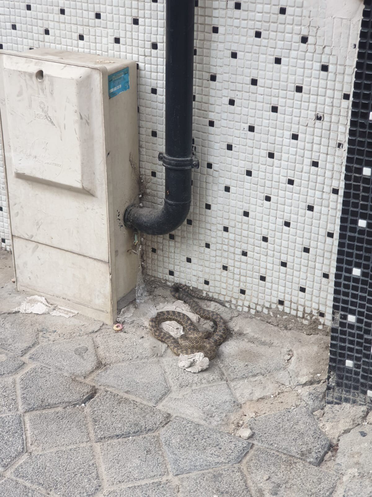 Kazı çalışmalarının devam ettiğini belirten mahalle muhtarı Hüseyin Sarıyer, "Fen işlerinden bir kepçe bekliyoruz. Komşular çok tedirgin kimse evine giremiyor. Burada besleme falan değil de sanırım dışarıdan gelen ya da pikniğe giden bir araçla gelmiş olduğunu düşünüyoruz. Mahallemizde yılan besleyen aile yok” dedi.