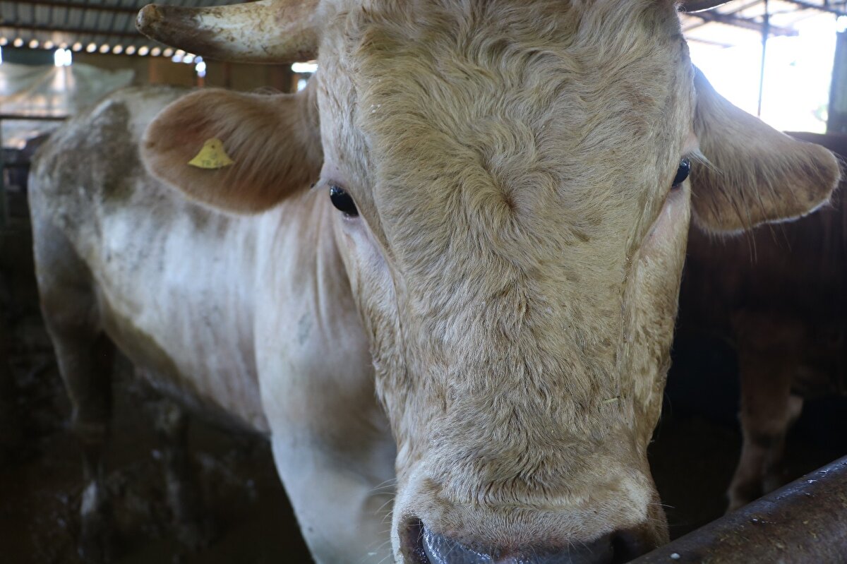 Kurbanlıkların bir yıldır ahırdan çıkmadığını ve ahırın dışında baş etmenin güç olduğunu belirten Boynuyoğun, "Şu an hayvanları dışarı çıkarmak sıkıntı, bir yıldır hiç dışarı çıkmadılar. Kurban zamanında kafasına çuval geçiriyoruz, kesim yeri yakın, kalabalık bir şekilde götürüyoruz. Şu anda ahırdan çıkaramıyoruz, bir tane çıkardık bayağı zorlandık. Toplam 6 kişi ahırdan çıkarmaya çalıştık, çıkaramadık. Çünkü bunlar bir yıldır hiç dışarıyı görmediler. Tonluk hayvanları satamazsam bayramdan önce keseceğim. Bayram sonrasını bekleyemeyiz, çünkü bunlar kaldıkça ağırlaşıyorlar" ifadelerini kullandı.