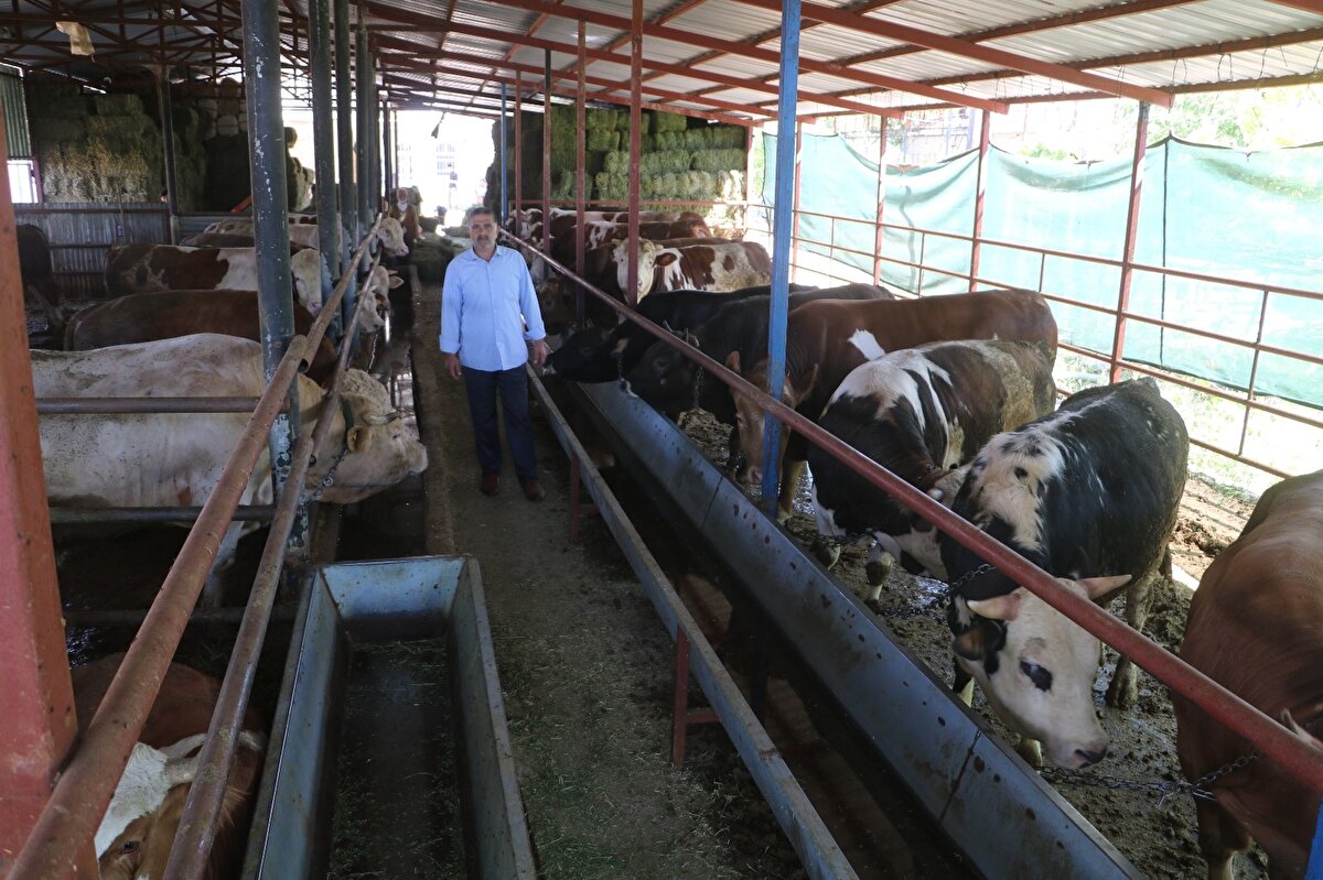 Yaklaşık bir yıldır ahırdan çıkmayan ve günlük ortalama 15 kilo yem tüketen kurbanlıklar, görünüşleri ve davranışlarıyla da görenleri ürkütüyorlar.