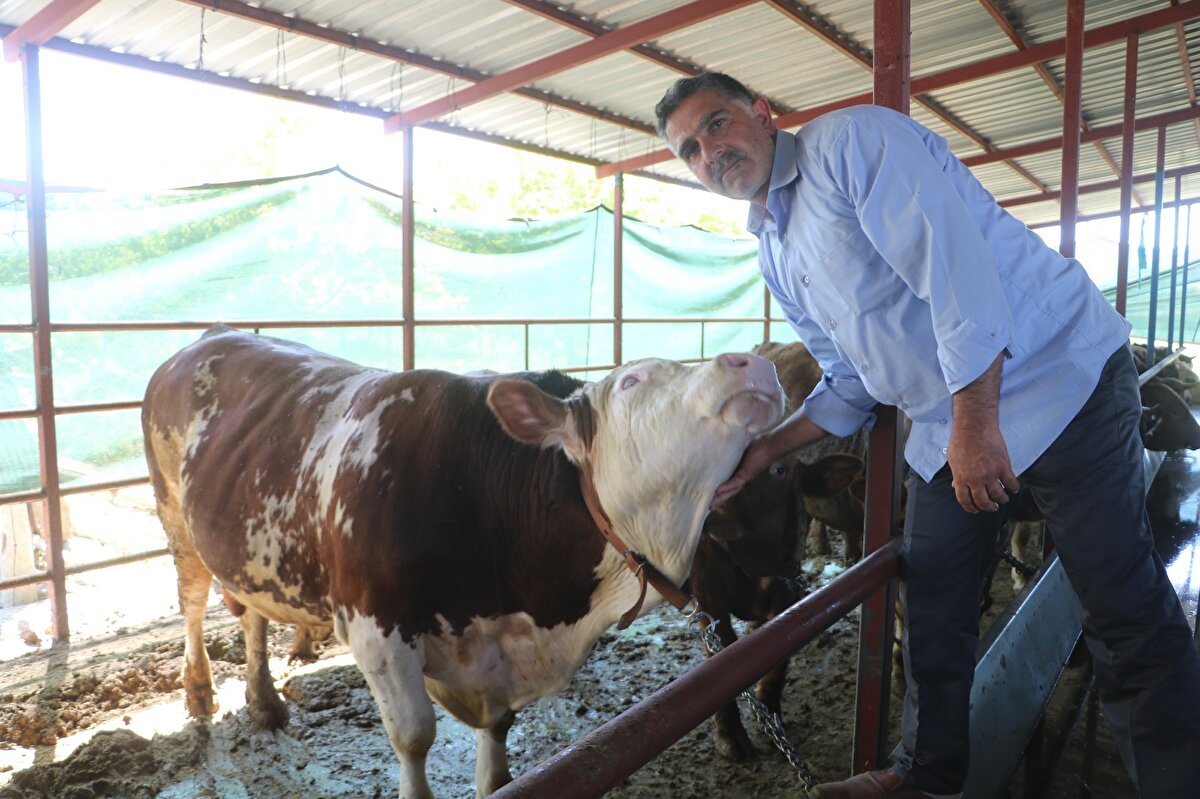 Bu yıl da bayram için yaklaşık 50 adet kurbanlık yetiştiren Boynuyoğun'un doğal yemlerle beslediği 10 kurbanlık yaklaşık 1 ton ağırlığa ulaştı. Canlı kilo fiyatı 30 liradan alıcıya sunulan tonluk kurbanlıklar, ikinci el otomobil fiyatına alıcı buluyorlar.