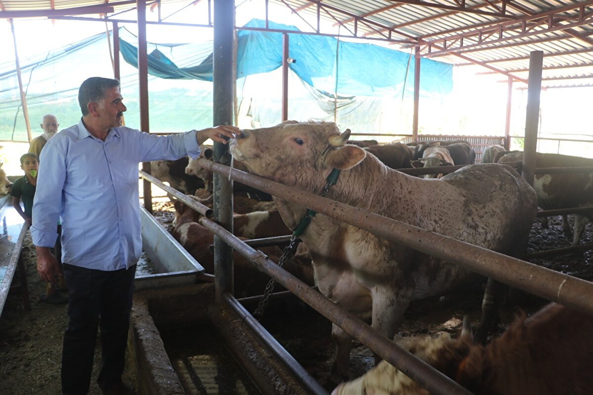 Kurbanlık hayvanların bakımıyla ilgilenen Bayram Boynuyoğun, tonluk kurbanlıkların günlük ortalama 15 kilo yem yediğini belirterek, "Bizim çok büyük hayvanlarımız var, 900 kilo ile bin 200 kilo arasındalar. Hayvanların tonluklarına 15 kilo civarı yem veriyoruz, ufaklara da 10 kilo civarı yem veriyoruz. Dışarı çıkarmak sıkıntı, dışarı kurban zamanı çıkarabiliyoruz. Hayvanları dışarı çıkarmak zor, tonluk hayvan güç yetmiyor. Bayram zamanı çuval koyuyoruz, rabbimde yardım ediyor ve bir şekilde çıkarıp kesiyoruz" şeklinde konuştu.