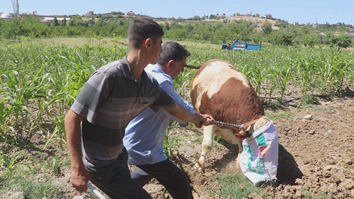 Büyükbaş hayvan yetiştiricisi Hacı Boynuyoğun, tonluk kurbanlıklardan birini kilosu 29 liradan sattıklarını belirterek, "Kurbanlık hayvan yetiştiriyorum. Öncelikle 2021 yılı Kurban Bayramı İslam alemi için hayırlı olsun. Hayvan besliyoruz, zor şartlardayız, bu sene sıkıntılıyız. Yem fiyatları aldı başını gidiyor. Bu kurbanı da atlatırsak önümüzdeki kurbana ne karar vereceğimiz belli değil. Biz tam bir yıldır bu kurbanlıkları ahırda besliyoruz. Bu hayvan 3 yaşında, bir sene yaylıma bırakıyoruz, bir sene dana olarak besliyoruz, bir sene de ahırda besliyoruz. Normal şekilde besi yemiyle arpa, yonca yiyor. Organik şeylerle besliyoruz. Kurbanlığımız şu anda 50 tane civarında. Tonluk olarak yaklaşık 10 kurbanlığımız var. Kilo olarak 900 var, bin 100 kilo var, bin 200 kilo var. Bir tanesini tartılmadan kilosunu 29 liradan verdik. Toplam 30 liraydı arkadaş 1 lira ikram istedi. Bir ton civarında gelir" dedi.