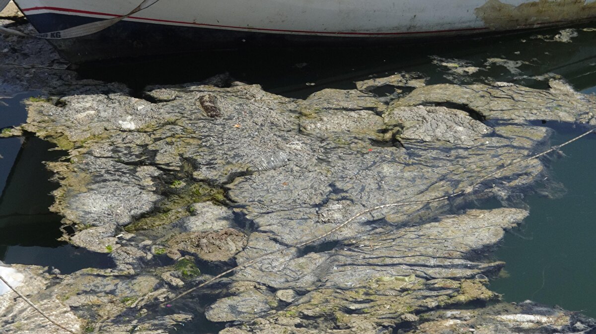Darıca’da Cevher Dudayev Parkı’nın bulunduğu sahil kesiminde denize girilmemesi için tabelalar koyuldu. 