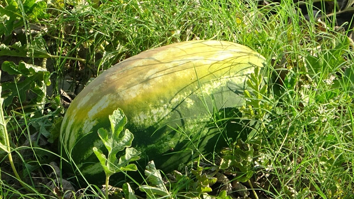Narenciye, tropikal bitkiler ve örtü altı bitkilerin Tarım Sigortası kapsamında olduğunu belirten Ali Aksoy "Ne yazık ki karpuz ve kavun TARSİM kapsamında değil. Bundan dolayı da böyle bir afet durumunda çaresiz kalıyoruz. Tamam afet Allah'tan geliyor ama biz de gerekli önlemimizi almalıyız. Bunun yolu da Tarım Sigortasından geçmektedir. Ziraat Odası Başkanımızı ve Tarım Bakanlığı yetkililerini bu konuda gerekli önlemleri almaya ve çiftçinin ürettiği tüm ürünlerin Tarım Sigortası kapsamına alınmasını istiyoruz" diye konuştu.
