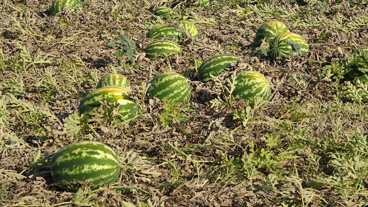 50 dönümden 350 ton dolayında ürün beklediğini belirten Aksoy "Karpuzun tam olgunlaşması ve toplanması için 1 hafta süre gerekiyordu. Ne yazık ki aşırı sıcak ve poyraz tarladaki karpuzun tamamına yakınının yanarak sararmasına neden oldu. Kısacağı karpuz tarlada kaldı. Bir umut arada yanmayan karpuzları toplayıp satarak en azından gübre veya tohum parasını çıkarmaya çalışacağız. Bugün karpuzu tarlada 50 kuruştan satıyorduk. Eğer karpuzum yanmamış olsaydı 175 bin lira kazancım olacaktı. Şimdi 20-25 bin liraya bile razıyım" dedi.