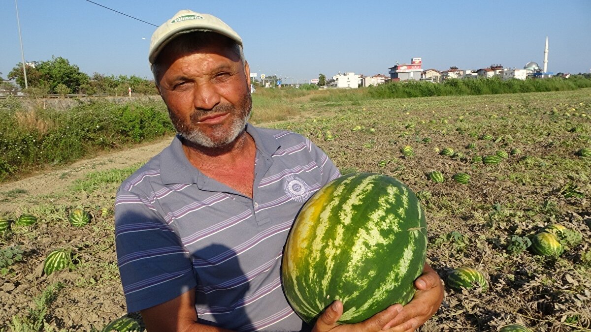 Hatipler altında 50 dönüm alana karpuz eken Ali Aksoy, karpuzu toplayıp satmaya hazırlanırken hayal kırıklığına uğradı. Aksoy, tarlada 5 ile 20 kilo arasında değişen karpuzun tamamına yakınının aşırı sıcak ve poyrazdan dolayı yandığını söyledi.