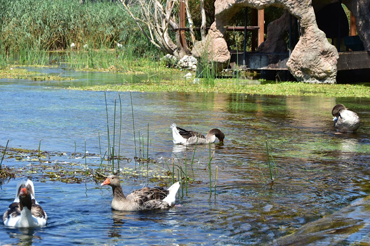 Muğla Sıtkı Koçma Üniversitesi Mühendislik Fakültesi Su Kanyakları Anadilim Başkanı Doç. Dr. Ceyhun Özçelik, kuraklık nedeniyle su seviyelerinde azalma olduğunu belirtti.
