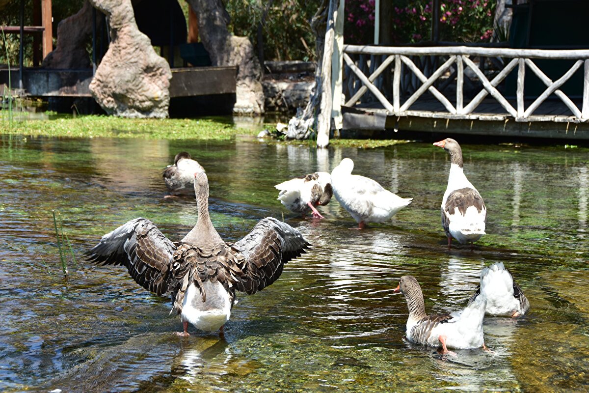 Ula Belediye Başkanı Özer Türkler de konuyla ilgili bir açıklama yaptı. Nehrin Özel Çevre Koruma (ÖÇK) alanı içerisinde yer aldığını söyleyen Türkler, "İnsanlarımızın son zamanlarda bilinçsizce suya masa ile sandalyeler koyulması, mangal yakılması ve şişe atılması sonucu nehrimiz pislendi" diye konuştu.
