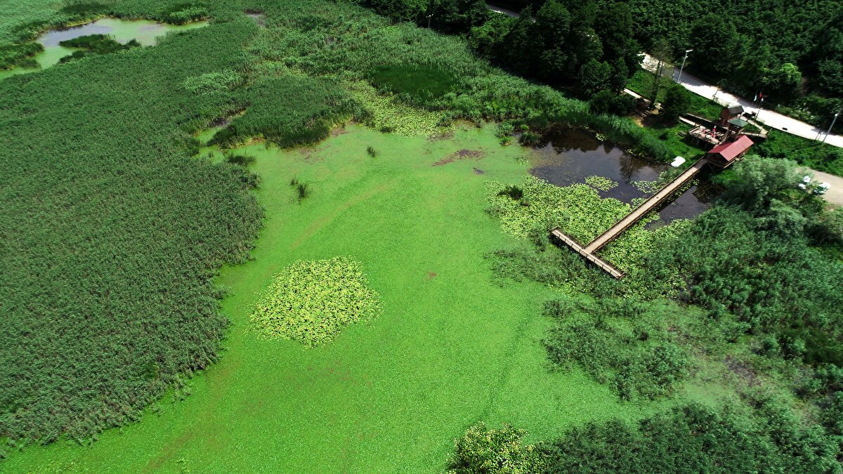 Kayın ve gürgen ağaçlarına su sesinin eşlik ettiği şelale ve göllerin bulunduğu bölgeler, renk cümbüşüyle seyrine doyumsuz manzaralar sunuyor.