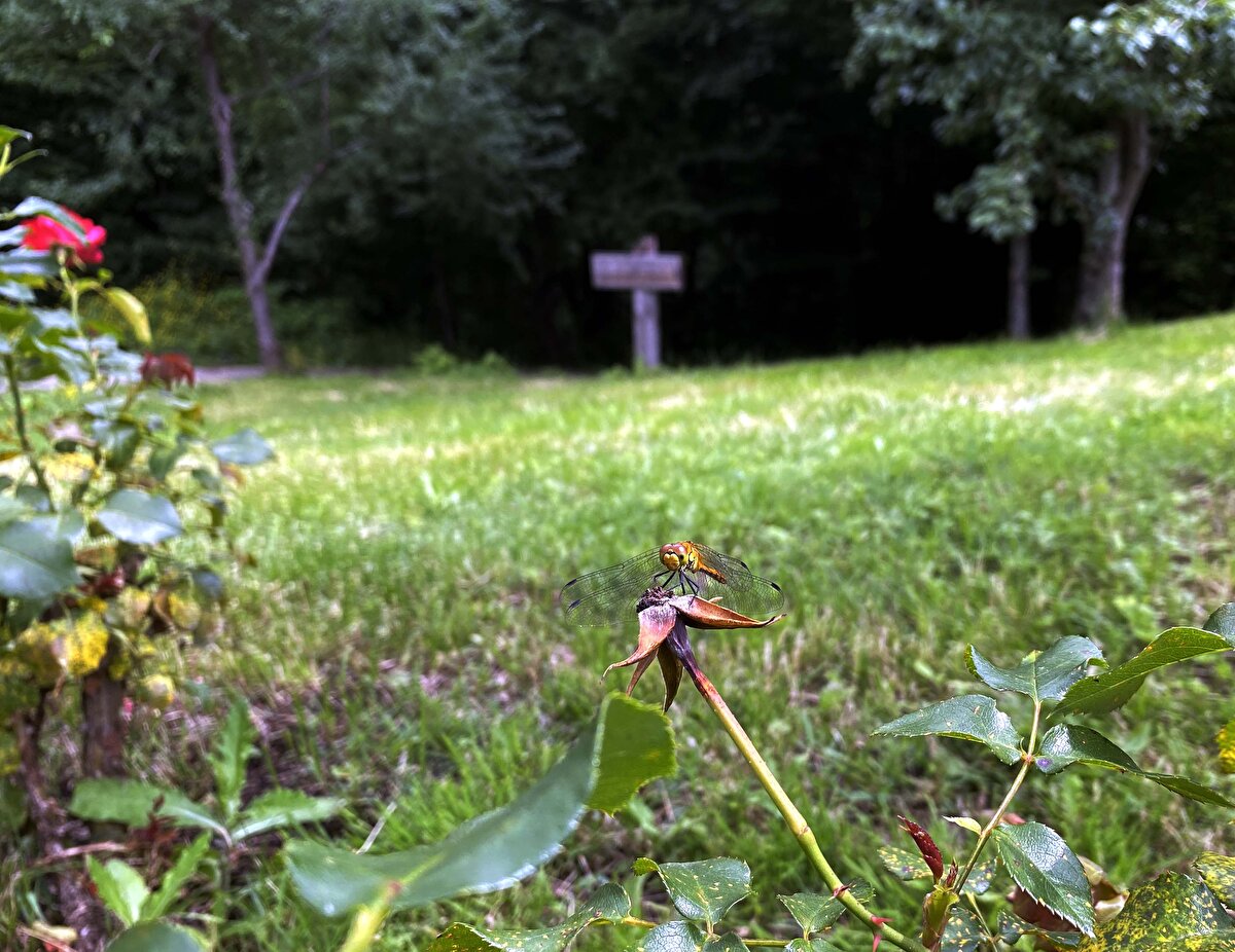 Gürgen, meşe, kestane gibi karışık yapraklı orman ağaçları arasında kalan şelale alanında trekking, foto-safari, çadır kampı vb. aktiviteler yapılabiliyor.