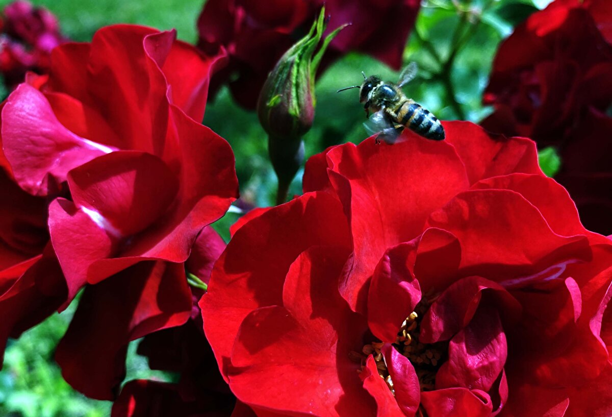 Düzce'nin önemli yürüyüş parkurlarından birine sahip olan Aydınpınar Şelalesi'nde her insanın rahatlıkla yürüyebileceği orta zorluk ve orta zorluğu aşan yürüyüş parkurları bulunuyor.