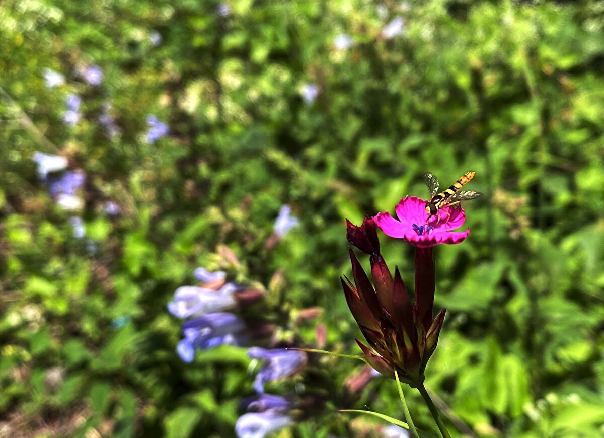 Demircan, cumartesi ve pazar günü şelaleye 10 bin kişinin geleceğini tahmin ettiklerini bildirdi.