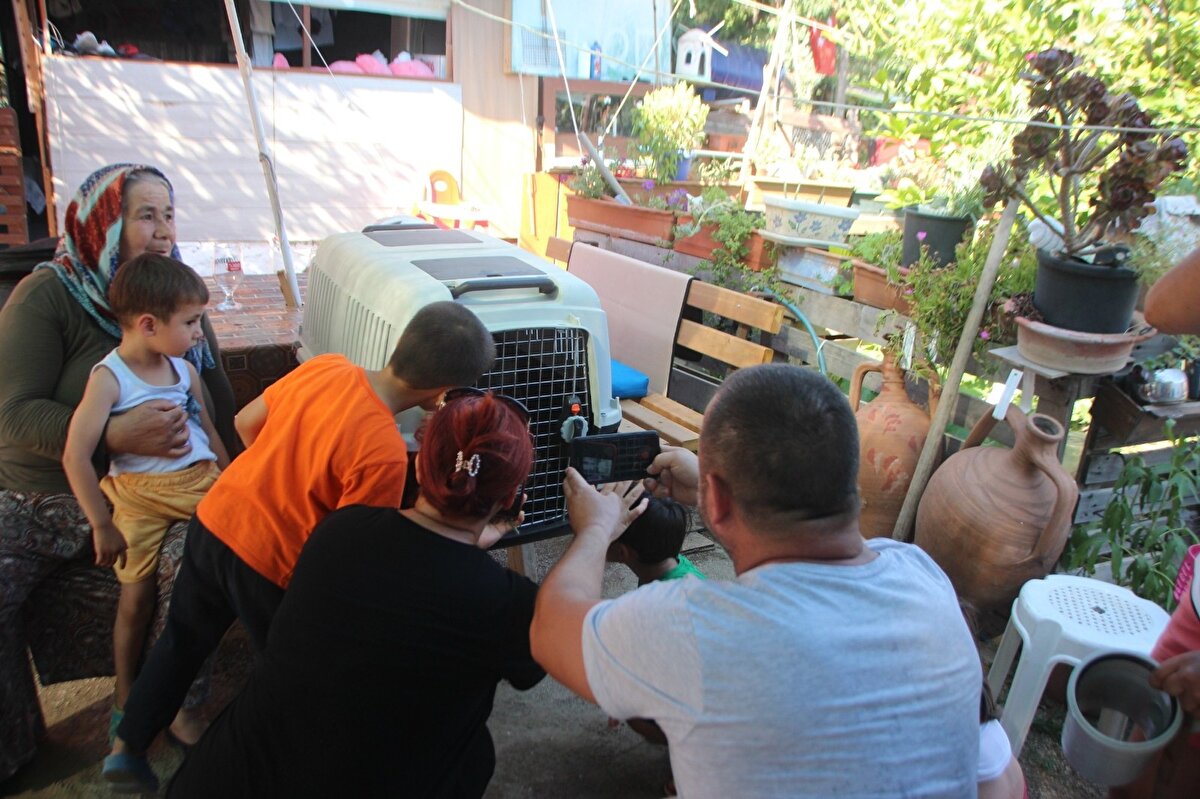 Muğla'nın Bodrum ilçesinde bir kişinin karşılaştığı iguana, mahallede kısa süreliğine panik yarattı.
Egzotik kertenkele türü olan yaklaşık bir metre uzunluğundaki iguana, Yahşi Mahallesi’ndeki bahçe içerisindeki bir eve geldi.