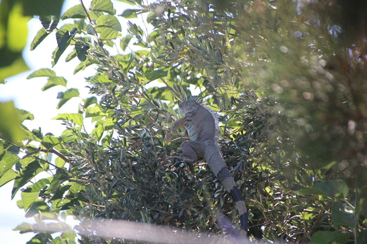 İhbar üzerine Milas Milli Parklar Müdürlüğü ve Bodrum Belediyesi görevlileri bölgeye geldi. Görevliler, sırık, kepçe ve ağlarla dut ağacındaki hayvanı kurtarmaya çalıştı.
İguana korkuyla önce zeytin ağacına ardından yan taraftaki çam ağacına geçti.
