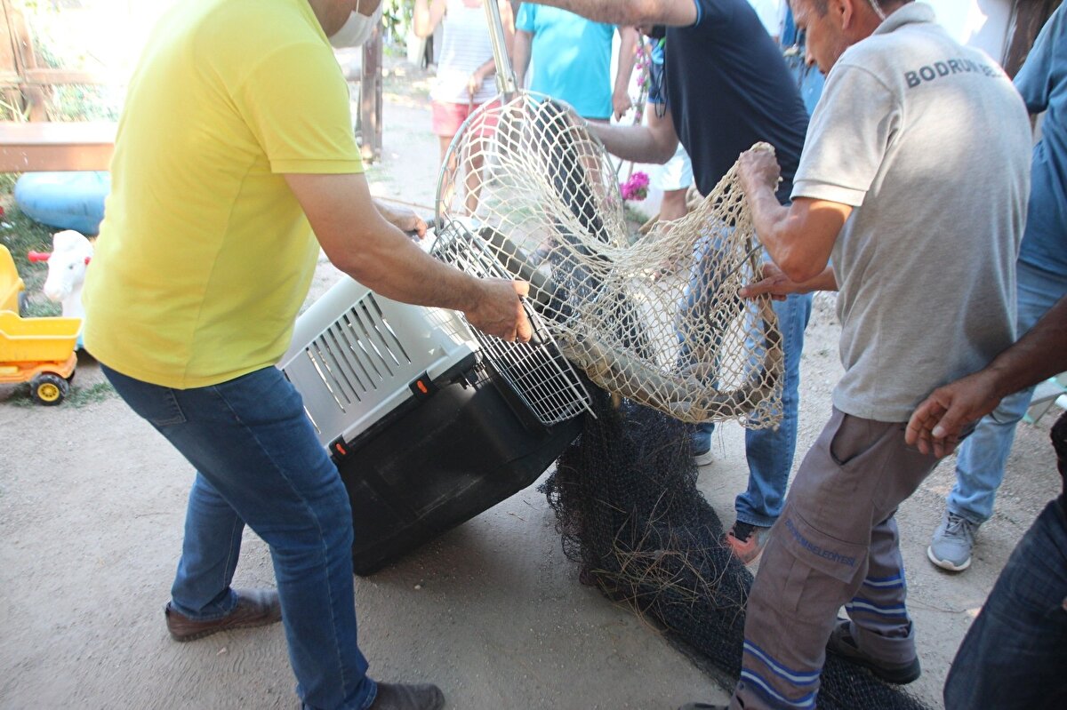 Evdeki kanepe üzerinde uyuyan 73 yaşındaki Saadet Ayaz, uyandığında iguana ile karşılaşınca şok yaşadı.