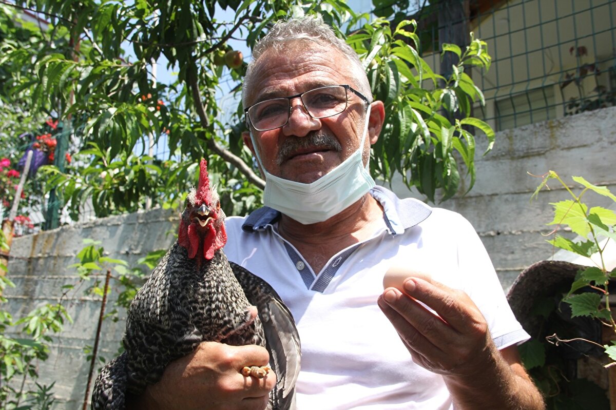 Hüseyin Aslan, "Ziraat Yüksek Mühendisiyim. Hobilerim arasında hayvanları seviyorum. Tavuklarım var. Bir gün baktım horoz kümeste yatıyor. Merak ettim baktım yumurtluyor. Her gün yumurtlamaya başladı. Sabahları ötüyor bizi uyandırıyor. Geliyorum yumurtası var. Ben şaşkınım. Mümkünse yetkililerden bir bilgi almak istiyorum. Yumurtası harika. Açık kahverengi bir yumurta. Sarısı ve beyazı var. Bildiğiniz yumurta yani ve çok nefis tadı var. Horozum daha 8 aylık, 1 yaşında bile gelmedi. Ferik olarak almıştım. Çevremdeki insanlar şaşkınlar inanmıyorlar. Öttüğünü duyuyorlar 'vay senin horoz yine ötmeye başladı' diyorlar. Şu ana kadar böyle bir şeyi ne gördüm ne duydum horoz gibi ötüyor tavuk gibi yumurtluyor" diye konuştu.