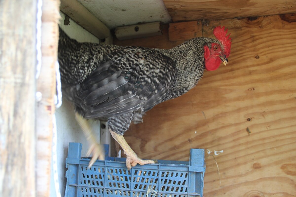 O günden bu yana horoz her gün ötüşüyle Aslan'ı uyandırırken verdiği yumurta da kahvaltının vazgeçilmezi haline geldi.