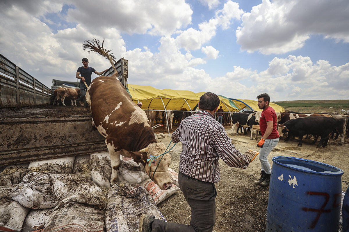 Milliyet gazetesinden Aylin Rana Aydin'in haberine göre bu yıl büyükbaş hayvanlarda ortalama hisse fiyatı 2 bin lira iken, küçükbaşlarda ise fiyat 1.500 ila 3 bin 500 lira arasında değişiyor.

