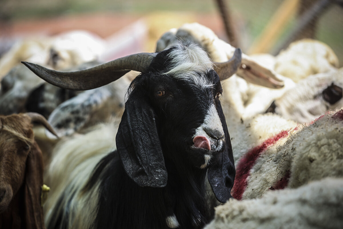 Kurbanlıkların satışı başlarken, gerekli önlemler de alındı. Kurbanlar randevulu sistemle kesilirken, satışların vazgeçilmezi olan satıcı ve müşteri arasında dakikalarca süren ‘el sıkışmalı’ pazarlıklar yasak.


