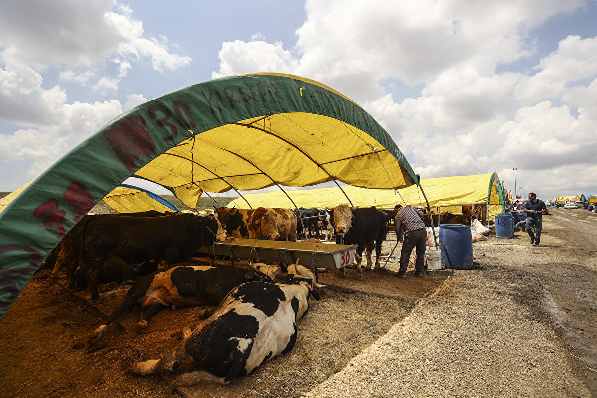 Türk Veteriner Hekimleri Birliği (TVHB) Merkez Konseyi Başkanı Ali Eroğlu, kurbanlık hayvan seçiminde en önemli konunun, hayvanın sağlık durumu olduğunu söyledi.
