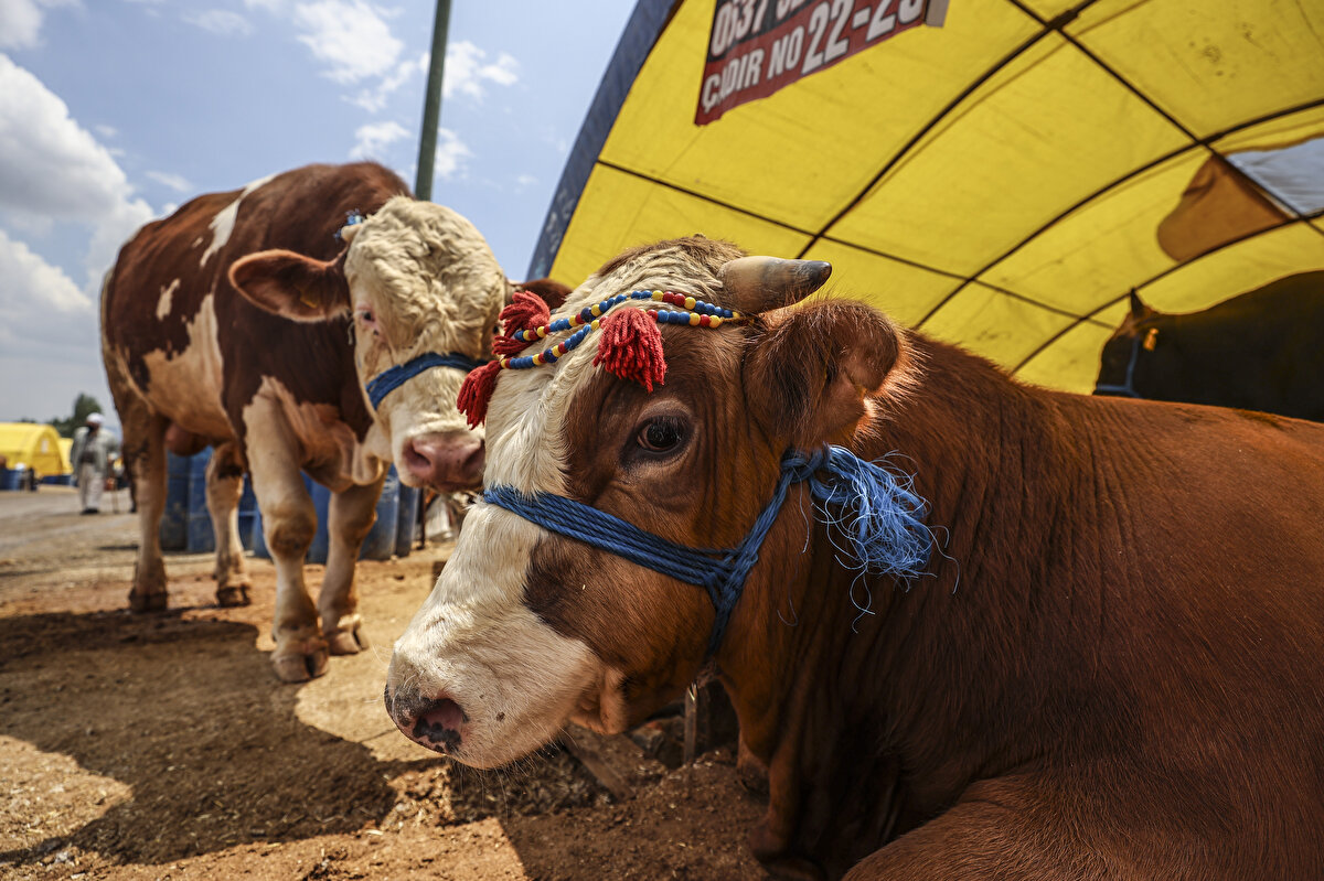 Zincir marketlerde kurbanlık satışları sürüyor. Küçükbaş kurbanlıklar 1695 lira, büyükbaşların ise bir hissesi 1950 liradan başlayan fiyatlarla alıcı buluyor.
