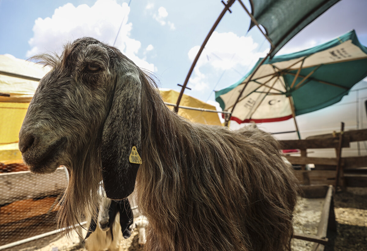 Hayvanlarını müşterilerin beğenisine sunan besiciler, ağırlığı, sağlık durumu, fiyatı ve bakımı konusunda alıcılarını bilgilendiriyor.

