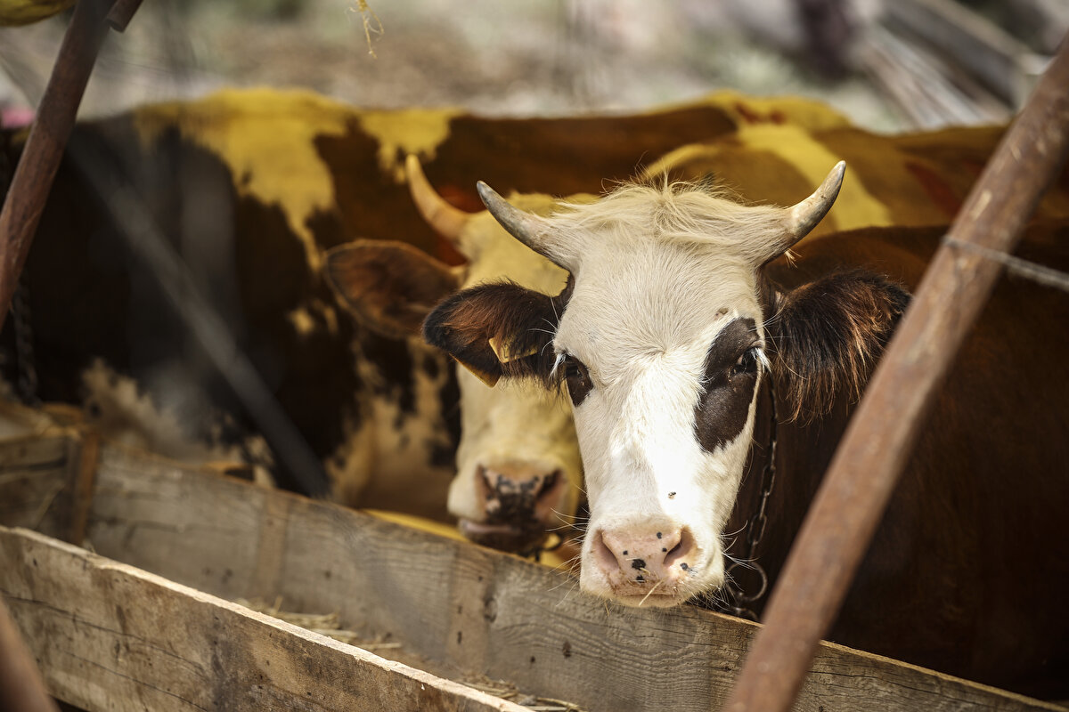 Türkiye Damızlık Koyun Keçi Yetiştiricileri Merkez Birliği (TÜDKİYEB) Genel Başkanı Nihat Çelik, küçükbaş hayvanlarda kurban kesimi yapılırken gerekli şartları taşımasına dikkat edilmesi gerektiğini söyledi.

