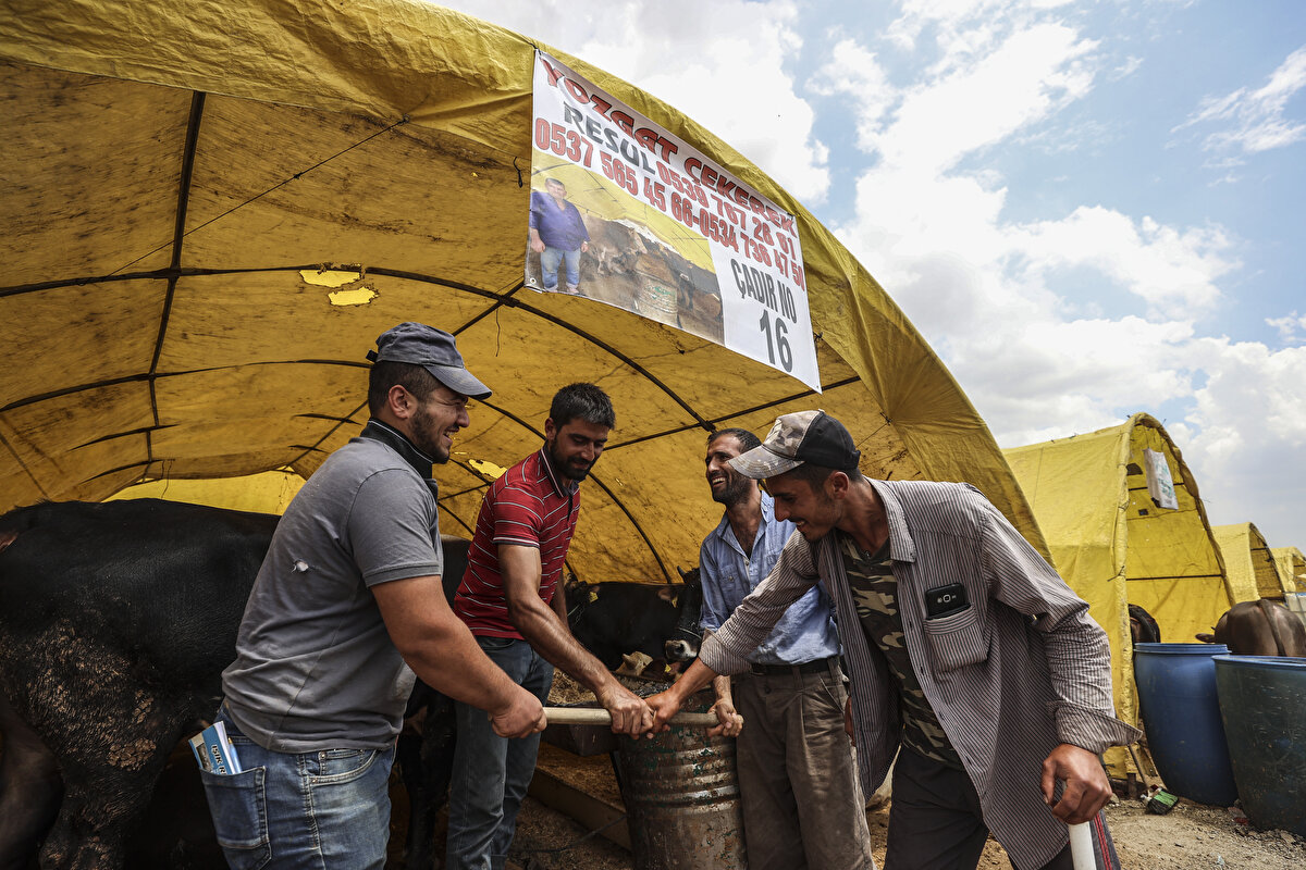 Kurban pazarlarında hareketlilik artarken vatandaşlar, alacakları kurbanlıkların bilgilerini ‘TÜRKVET’, ‘HaySag’, ‘Küpe Sorgulama’ gibi mobil uygulamalardan veya ‘hayvanbilgi.tarim.gov.tr’ adresinden kontrol edebiliyor.

