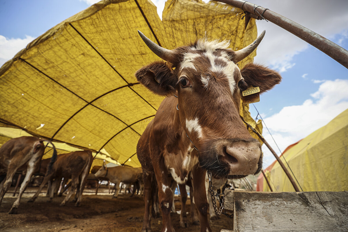Tarım ve Orman Bakanlığı Gıda ve Kontrol Genel Müdürlüğü’nden genelge geldiğini söyleyen Yalçındağ, “Vatandaşlar etlerin parçalanma işlemi ve kıyma çekimlerini et ve et ürünleri konusunda faaliyet gösteren kayıtlı işletmelerde yaptırmalı. Sıcak havalarda etleri saklama koşullarına da dikkat etmeliyiz” diye konuştu.

